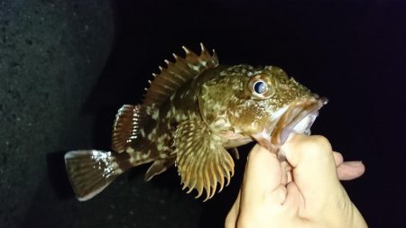 江井ヶ島漁港・根魚狙い