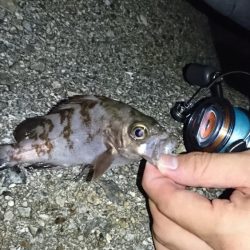 ショアジギで大物が…!?