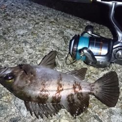 メバリングまだ好調!