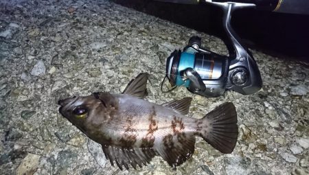 メバリングまだ好調!