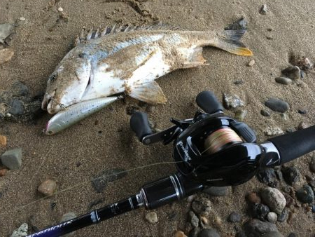 ２０１９ キビレ調査NO、６