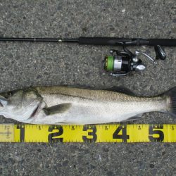 シーバス釣行、デイゲームにて