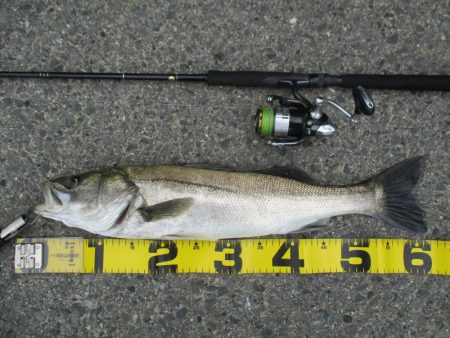 シーバス釣行、デイゲームにて