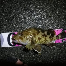 南港ヘチ釣行 カモメ大橋 （7/1 三度目の雨のヘチ釣り～ 真チヌ42.5cm、キビレチヌ、ガシラ 釣果有り）