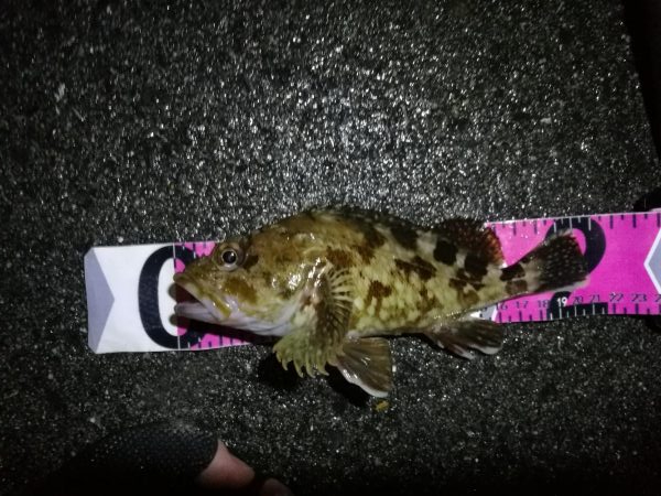 南港ヘチ釣行 カモメ大橋 （7/1 三度目の雨のヘチ釣り～ 真チヌ42.5cm、キビレチヌ、ガシラ 釣果有り）