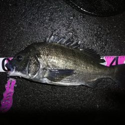 ヘチ釣行 南港カモメ大橋 (7/2 またまた雨のヘチ釣り~ 真チヌ48cm、キビレチヌ40cm 釣果有り)