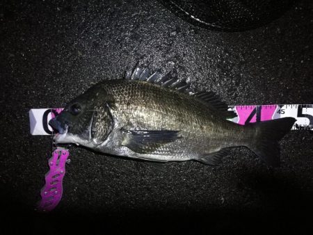 ヘチ釣行 南港カモメ大橋 (7/2 またまた雨のヘチ釣り~ 真チヌ48cm、キビレチヌ40cm 釣果有り)