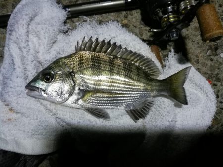 ヘチ釣行 南港カモメ大橋 （7/3 梅雨の…