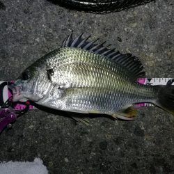 南港カモメ大橋 釣行 （7/5 雨後のヘチ釣り キビレチヌ35.5cm、ガシラ釣果有り）