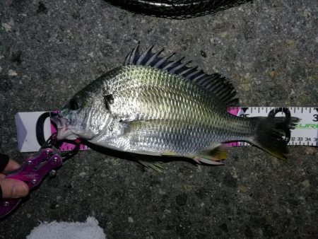 南港カモメ大橋 釣行 （7/5 雨後のヘチ…