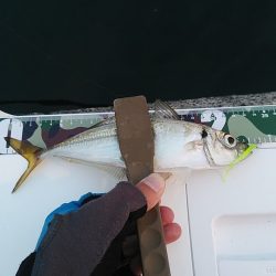 アジング爆釣♪尺アジも！