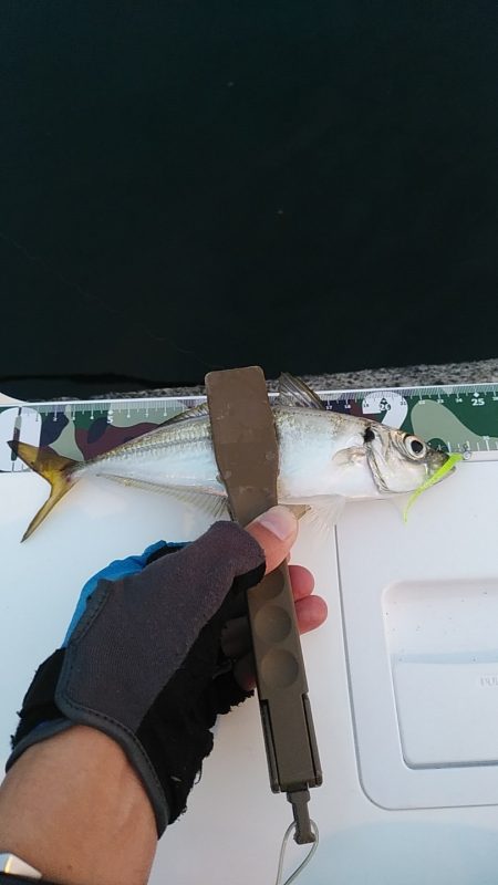 アジング爆釣♪尺アジも！