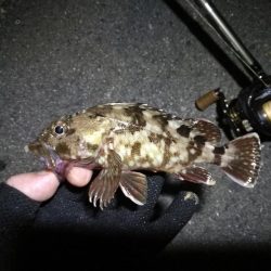 南港カモメ大橋 釣行 (7/6 強風のヘチ釣り キビレチヌ32cm、ガシラ釣果有り)