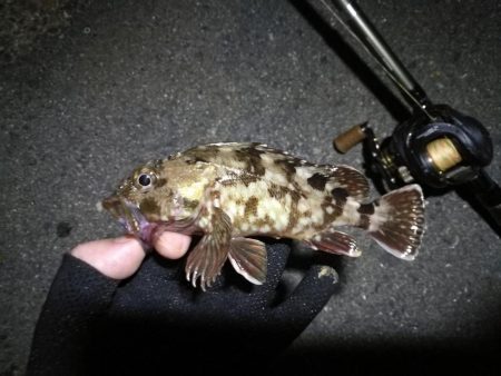 南港カモメ大橋 釣行 (7/6 強風のヘチ釣り キビレチヌ32cm、ガシラ釣果有り)
