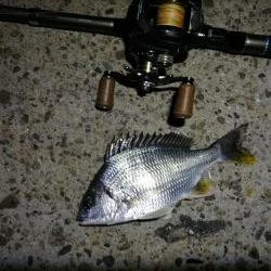 南港カモメ大橋 釣行 （7/7 曇りの七夕ヘチ釣り キビレチヌ、ガシラ釣果有り）