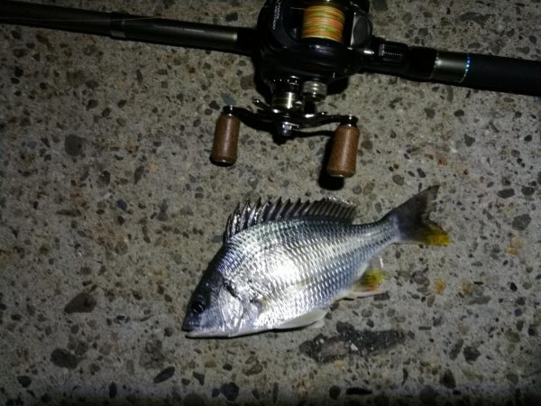 南港カモメ大橋 釣行 （7/7 曇りの七夕ヘチ釣り キビレチヌ、ガシラ釣果有り）