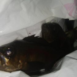 ジグサビキ メバリング