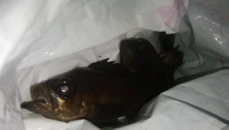 ジグサビキ メバリング