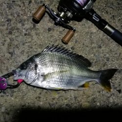 南港カモメ大橋 釣行 （7/8 久々の天気のヘチ釣り キビレチヌ45cm、ガシラ、謎のカニ 釣果有り）