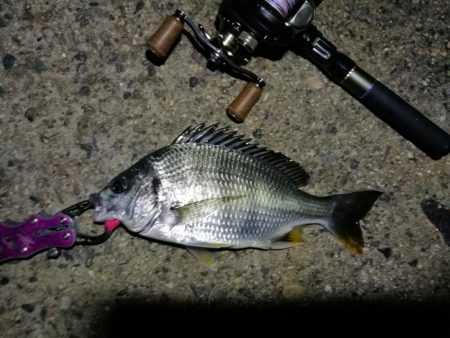 南港カモメ大橋 釣行 （7/8 久々の天気のヘチ釣り キビレチヌ45cm、ガシラ、謎のカニ 釣果有り）