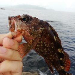 カサゴは無限に釣れた