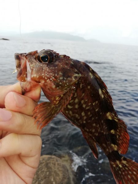 カサゴは無限に釣れた