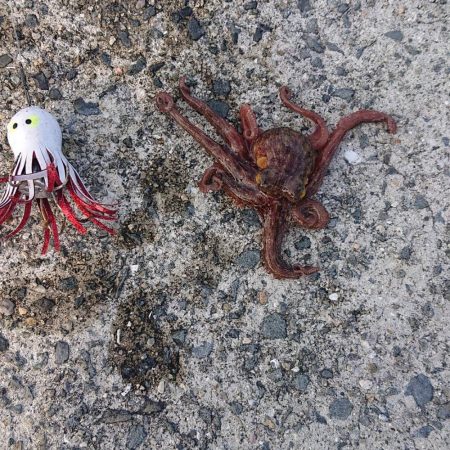 久しぶりサゴシ