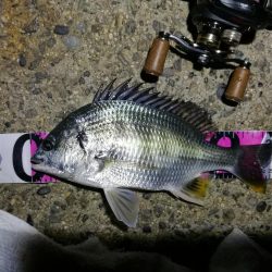 南港カモメ大橋 釣行 (7/10 不安定な天気でもヘチ釣行 キビレチヌ43.5cm、タケノコメバル 釣果有り)