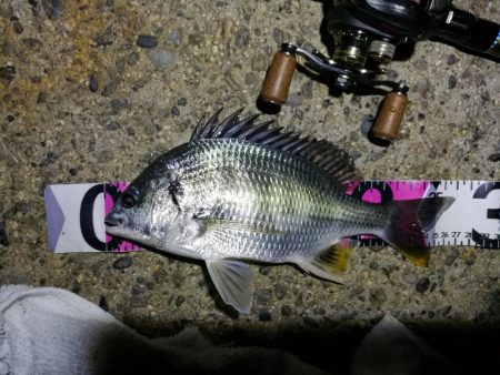 南港カモメ大橋 釣行 (7/10 不安定な天気でもヘチ釣行 キビレチヌ43.5cm、タケノコメバル 釣果有り)