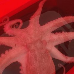 マダコ湧いてます