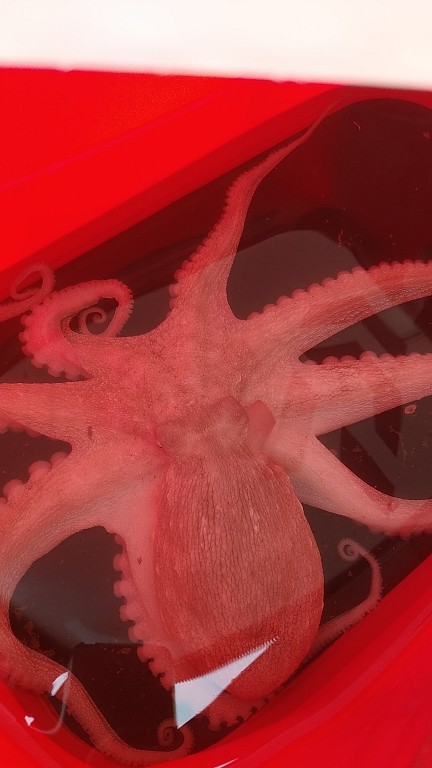 マダコ湧いてます