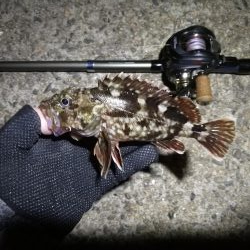 南港ヘチ釣行 （7/13 早朝雨降り前にヘチ釣行へ キビレチヌ、ガシラ 釣果有り）