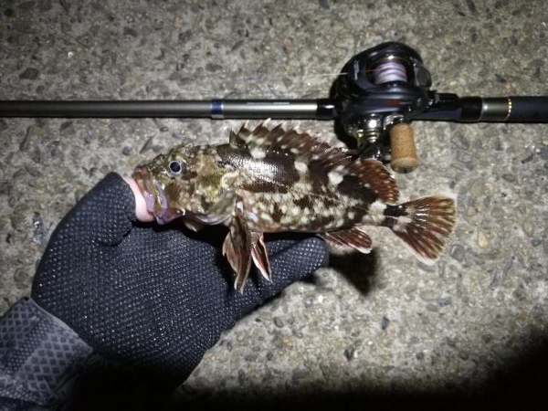 南港ヘチ釣行 （7/13 早朝雨降り前にヘチ釣行へ キビレチヌ、ガシラ 釣果有り）