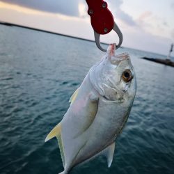 今朝も強風止まず、渋いね