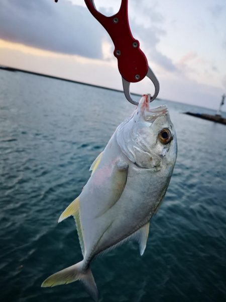 今朝も強風止まず、渋いね