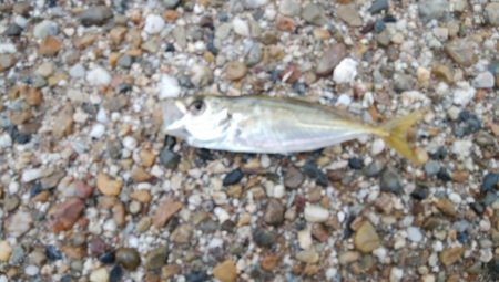 初めての場所でやっとサイズアップ