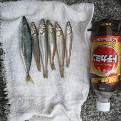 泉南方面、貝塚~泉佐野釣行 (相棒と久々のチョイ投げ釣りへ、キス、チャリコ、サバ釣果有り)