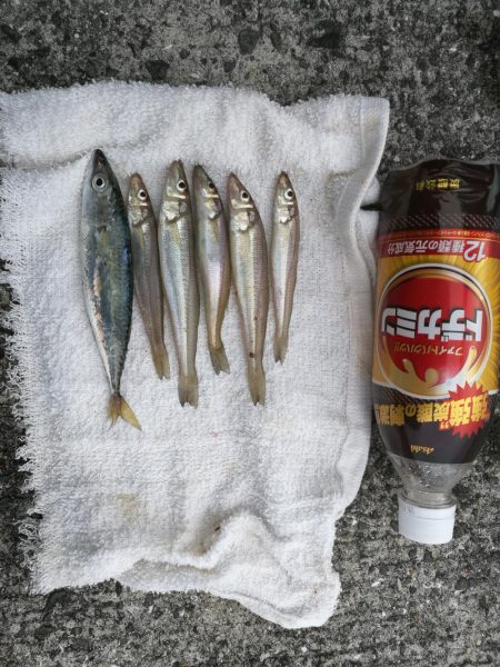 泉南方面、貝塚～泉佐野釣行 （相棒と久々の…