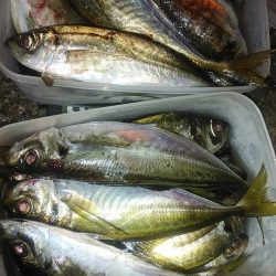 アジングで快釣