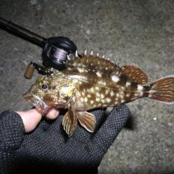 南港ヘチ釣行 （7/16 連休明け早朝 真チヌ48cm、キビレチヌ、ガシラ 釣果有り）