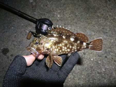 南港ヘチ釣行 （7/16 連休明け早朝 真チヌ48cm、キビレチヌ、ガシラ 釣果有り）