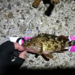 南港ヘチ釣行 （7/18 パラ雨の中の釣行 キビレチヌ44.5cm、ガシラ 釣果有り）