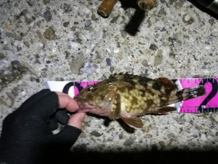 南港ヘチ釣行 （7/18 パラ雨の中の釣行 キビレチヌ44.5cm、ガシラ 釣果有り）