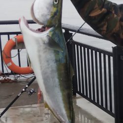 神戸空港ブリブリのメジロ