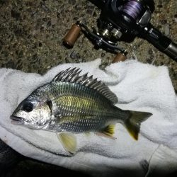 南港ヘチ釣行 （7/20 曇り空の南港釣行 キビレチヌ、ガシラ 釣果有り）