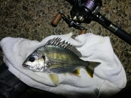 南港ヘチ釣行 （7/20 曇り空の南港釣行 キビレチヌ、ガシラ 釣果有り）