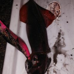 アジ、シロイカ不調