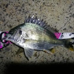 南港ヘチ釣行 （7/21 レア魚きた！！アコウ34cm、キビレ、ガシラ 釣果有り）