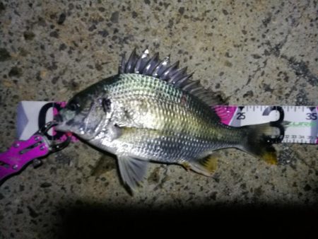 南港ヘチ釣行 （7/21 レア魚きた！！アコウ34cm、キビレ、ガシラ 釣果有り）