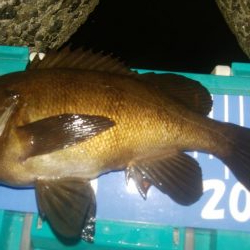 穴釣りとアジング